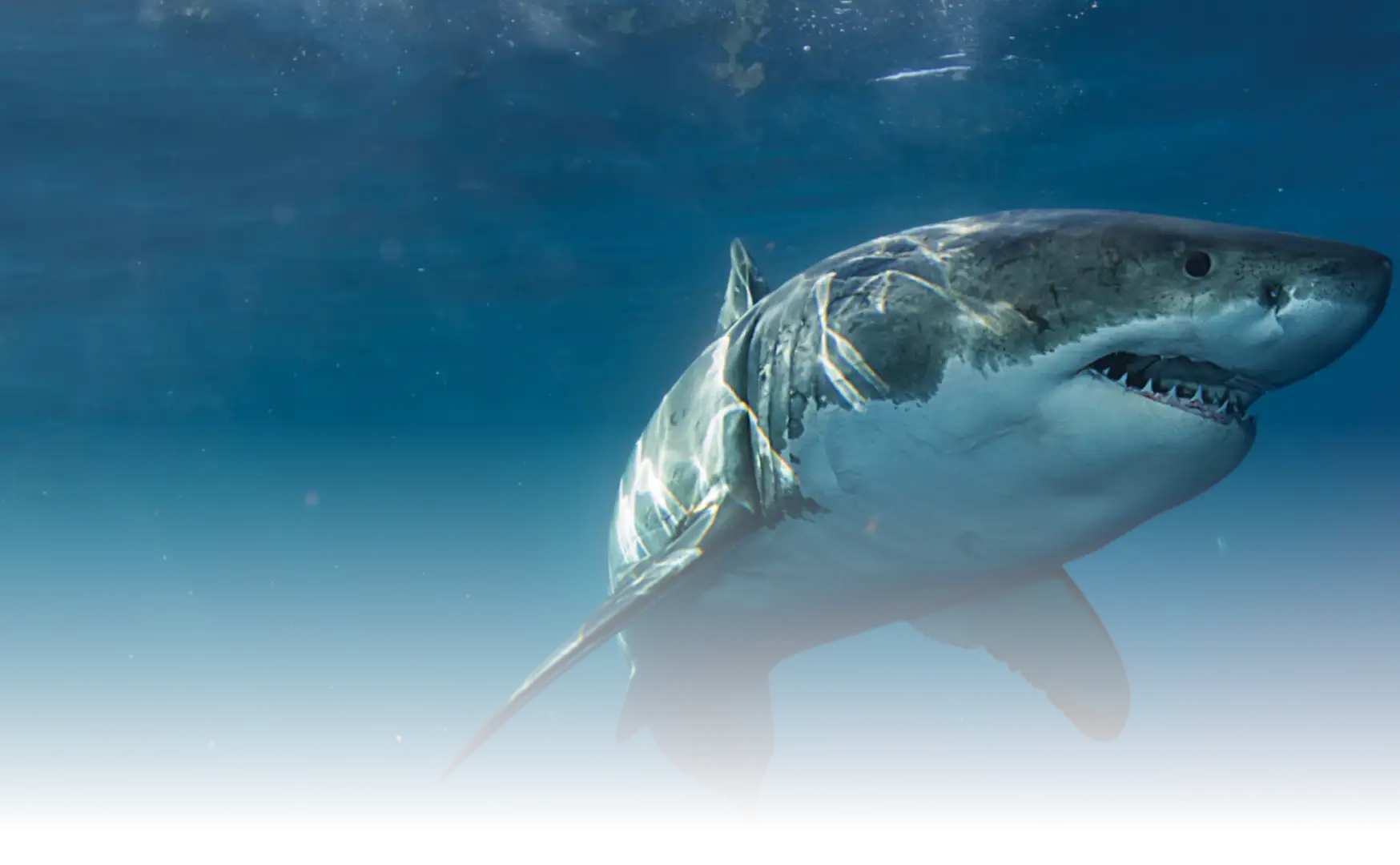Sharknet Banner